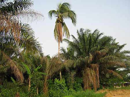 Tali palm trees